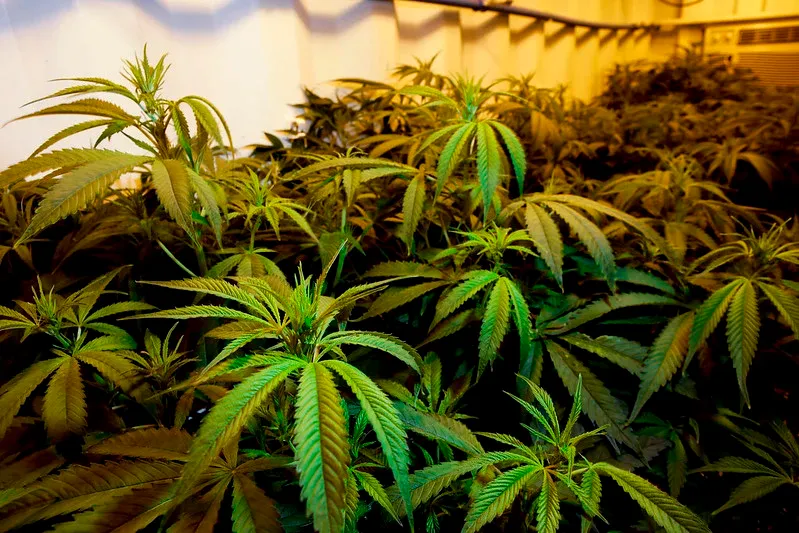 Sem a luta da classe e movimentos sociais, regulamentação da Cannabis aprofunda domínio do capital