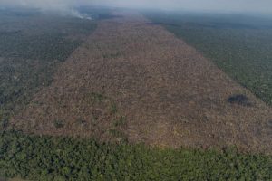 97% dos alertas de desmatamento no Brasil emitidos durante o governo Bolsonaro não foram fiscalizados